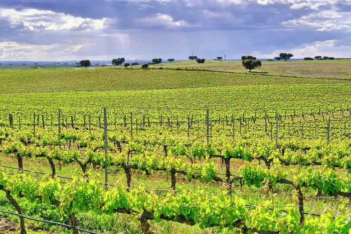 Framed Print : Vineyards at Herdade das Argamassas, Adega Mayor, Campo Maior. Alentejo, Portugal Framed Print : Vineyards at Herdade das Argamassas, Adega Mayor, Campo Maior. Alentejo, Portugal