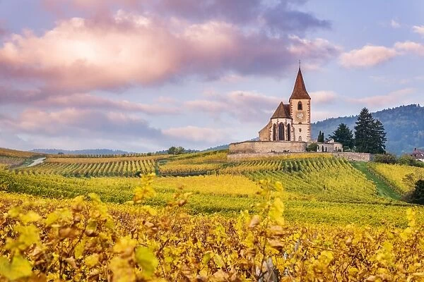 Vineyards, Hunawihr, Alsace, France