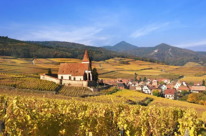 Framed Print : The vineyards at Hunawihr, Alsace, France Framed Print : The vineyards at Hunawihr, Alsace, France