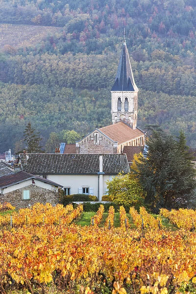 Vineyards of Julienas, Beaujolais region, Rhone Alpes, France
