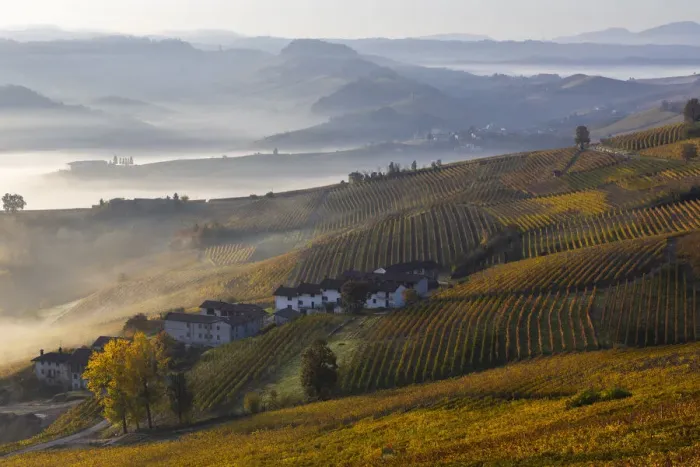 Framed Print : Vineyards around La Morra during autumn at sunrise, Cuneo, Langhe e Roero, Piedmont Framed Print : Vineyards around La Morra during autumn at sunrise, Cuneo, Langhe e Roero, Piedmont