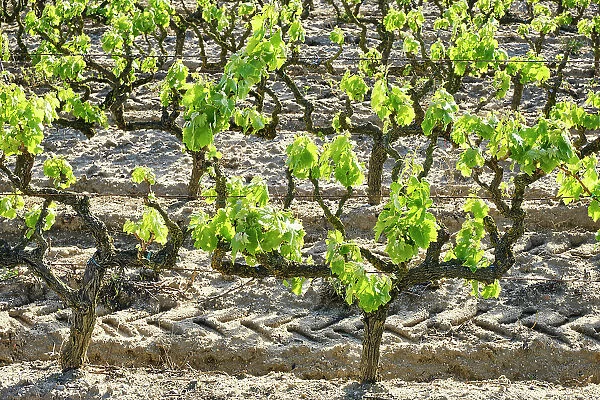 Vineyards at Lau, Palmela. Portugal