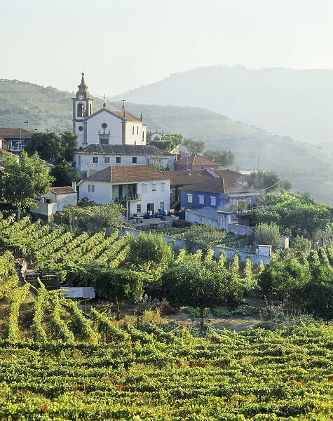 Vineyards at the little village of Sao Miguel de Lobrigos, on the world famous Port