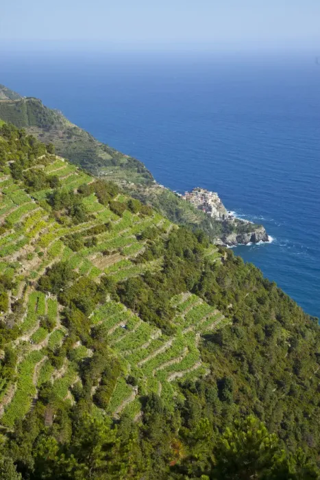 Framed Print : Vineyards above Manarola, Cinque Terre, Riviera di Levante, Liguria, Italy Framed Print : Vineyards above Manarola, Cinque Terre, Riviera di Levante, Liguria, Italy