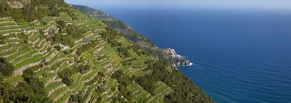 Vineyards above Manarola, Cinque Terre, Riviera di Levante, Liguria, Italy
