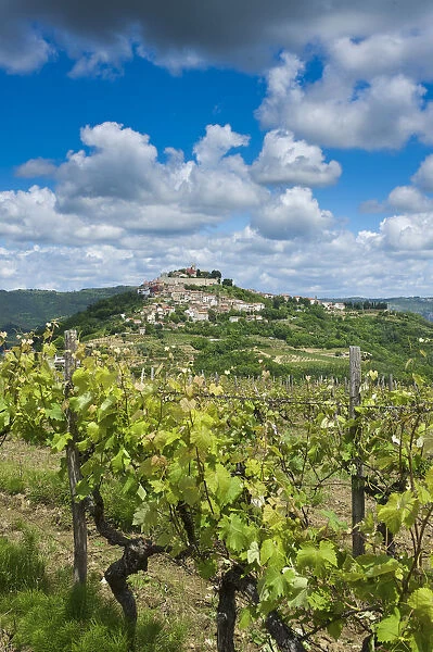 Vineyards, Motovun, Istria, Croatia