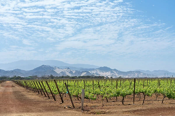 Vineyards against mountains, Vista Alegre winery, Parcona District, Ica Province, Ica Region, Peru