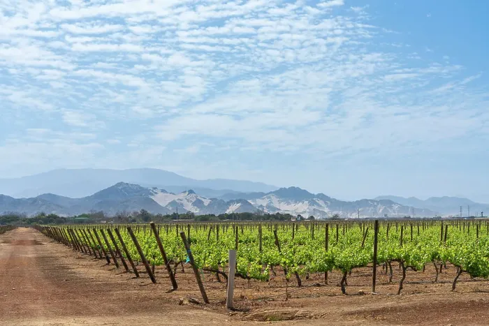 Framed Print : Vineyards against mountains, Vista Alegre winery, Parcona District, Ica Province, Ica Region, Peru Framed Print : Vineyards against mountains, Vista Alegre winery, Parcona District, Ica Province, Ica Region, Peru