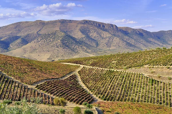 Vineyards near Barca d Alva, Alto Douro. A Unesco World Heritage Site. Portugal