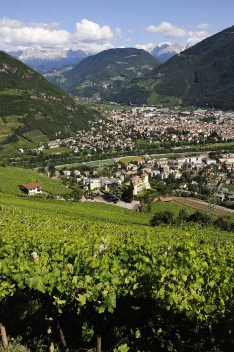 Framed Print : vineyards near Bolzano, South Tyrol, Italy Framed Print : vineyards near Bolzano, South Tyrol, Italy