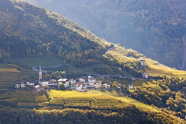 Vineyards near Bolzano, Trentino-Alto Adige  /  South Tirol, Italy