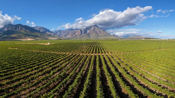 Framed Print : Vineyards near Breede River, Western Cape, South Africa