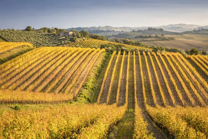 Framed Print : Vineyards near Castellina in Chianti during autumn season Framed Print : Vineyards near Castellina in Chianti during autumn season