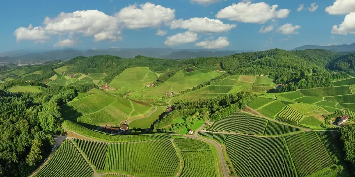 Framed Print : Vineyards near Durbach, Black Forest, Baden-Wurttemberg, Germany Framed Print : Vineyards near Durbach, Black Forest, Baden-Wurttemberg, Germany
