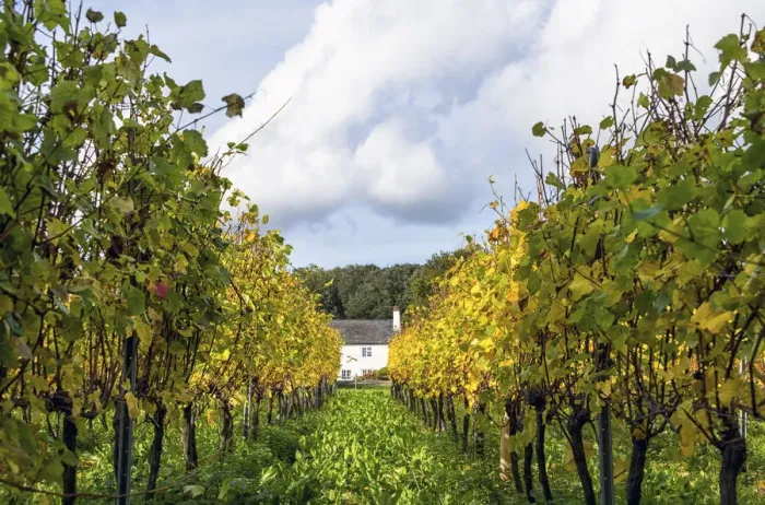 Framed Print : Vineyards near Halnaker, West Sussex, England Framed Print : Vineyards near Halnaker, West Sussex, England