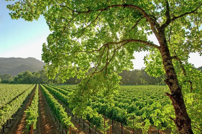 Framed Print : Vineyards near Napa, Napa Valley, California, United States of America Framed Print : Vineyards near Napa, Napa Valley, California, United States of America