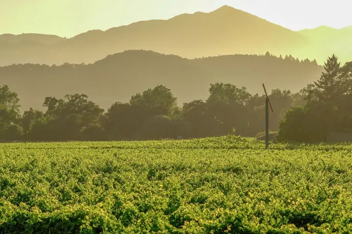 Framed Print : Vineyards near Napa, Napa Valley, California, United States of America Framed Print : Vineyards near Napa, Napa Valley, California, United States of America