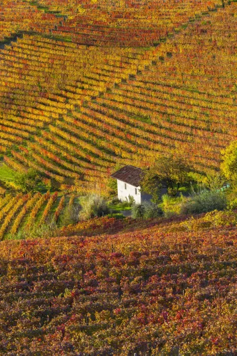 Framed Print : Vineyards, nr Alba, Langhe, Piedmont (or Piemonte or Piedmonte), Italy Framed Print : Vineyards, nr Alba, Langhe, Piedmont (or Piemonte or Piedmonte), Italy