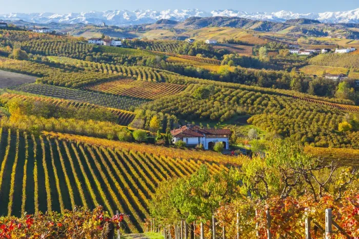 Framed Print : Vineyards, nr Alba, Langhe, Piedmont (or Piemonte or Piedmonte), Italy Framed Print : Vineyards, nr Alba, Langhe, Piedmont (or Piemonte or Piedmonte), Italy