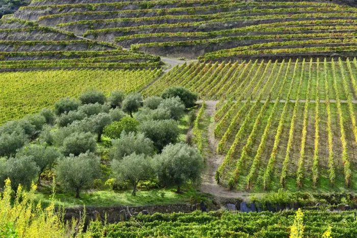 Framed Print : Vineyards and olive groves at Vila Nova de Foz Coa. Alto Douro Framed Print : Vineyards and olive groves at Vila Nova de Foz Coa. Alto Douro