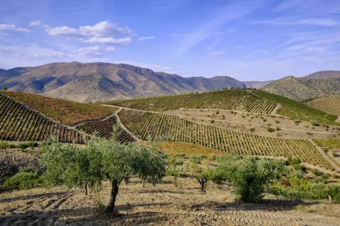 Framed Print : Vineyards and olive trees, the main crops around Barca d Alva, Alto Douro Framed Print : Vineyards and olive trees, the main crops around Barca d Alva, Alto Douro