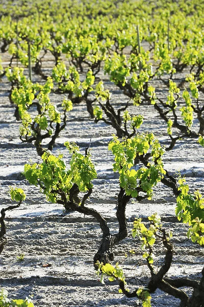 Vineyards in Palmela. Portugal