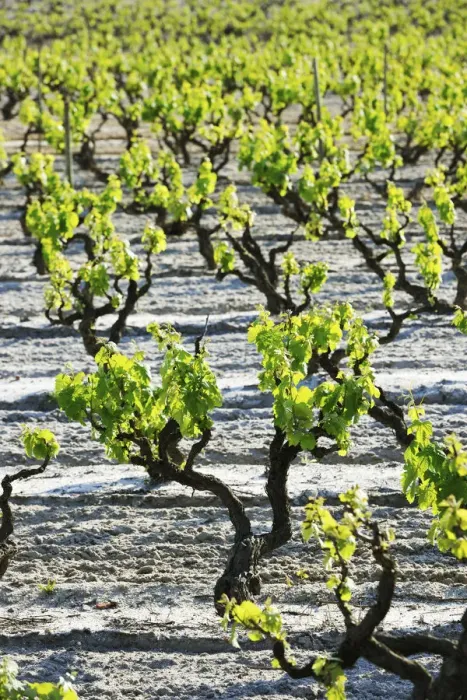 Framed Print : Vineyards in Palmela. Portugal