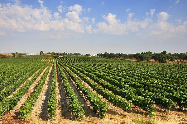 Vineyards. Palmela, Portugal