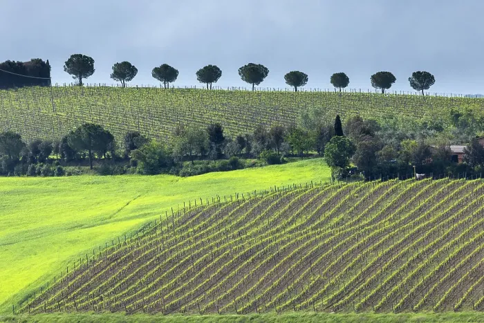 Framed Print : Vineyards and pine trees near Torrenieri, Siena, Tuscany Framed Print : Vineyards and pine trees near Torrenieri, Siena, Tuscany