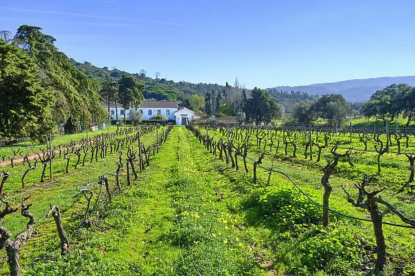 Vineyards at Quinta de Alcube, a farm with the Solar do Morgado de Alcube, dating back to the XV century. Setubal. Portugal