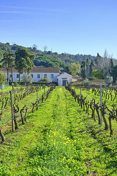 Vineyards at Quinta de Alcube, a farm with the Solar do Morgado de Alcube, dating back to the XV century. Setubal. Portugal
