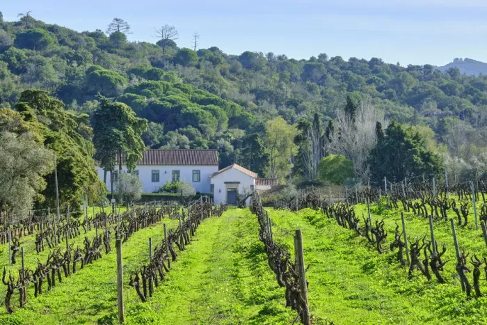 Framed Print : Vineyards at Quinta de Alcube, a farm with the Solar do Morgado de Alcube, dating back to the XV century. Setubal. Portugal Framed Print : Vineyards at Quinta de Alcube, a farm with the Solar do Morgado de Alcube, dating back to the XV century. Setubal. Portugal