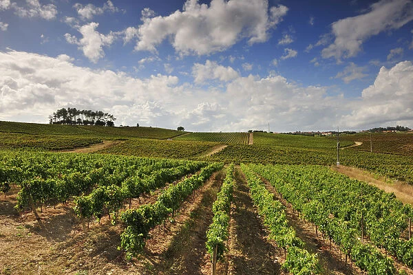 Vineyards of Quinta do Encontro at Bairrada wine region. Sao Lourenco do Bairro, Portugal