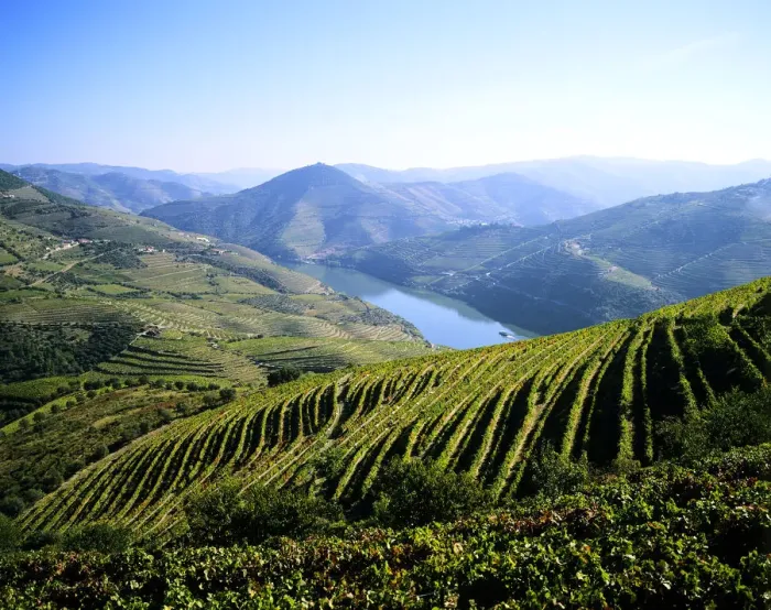 Framed Print : Vineyards at the Quinta do Infantado, Pinhao, on the Douro region, the origin of Framed Print : Vineyards at the Quinta do Infantado, Pinhao, on the Douro region, the origin of