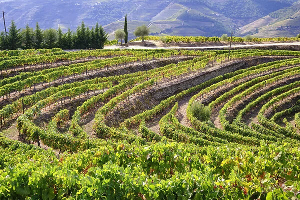 Vineyards at Quinta do Silva. Vale Mendiz, Alto Douro. A UNESCO World Heritage Site. Portugal