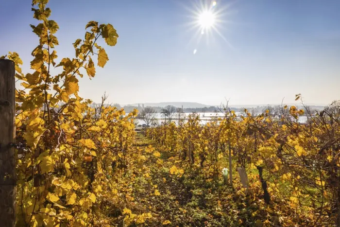 Framed Print : Vineyards on the Rhine near Oestrich-Winkel, Rheingau, Hesse, Germany Framed Print : Vineyards on the Rhine near Oestrich-Winkel, Rheingau, Hesse, Germany
