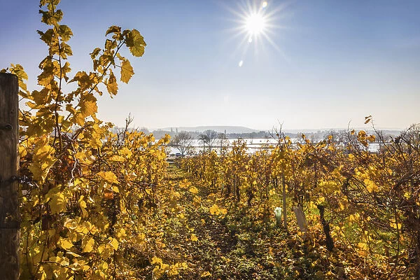 Vineyards on the Rhine near Oestrich-Winkel, Rheingau, Hesse, Germany