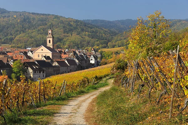 Vineyards around Riquewhir in autumn; Alsace, Alsatian Wine Route, Haut-Rhin, France