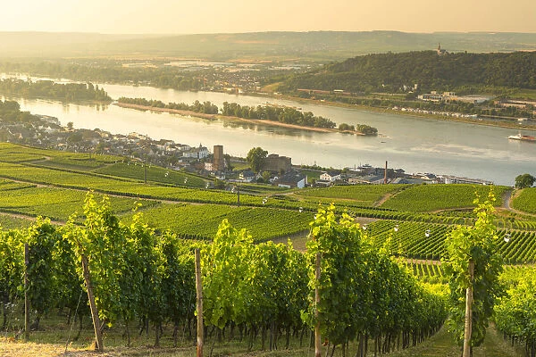 Vineyards and River Rhine, Rudesheim, Rhineland-Palatinate, Germany