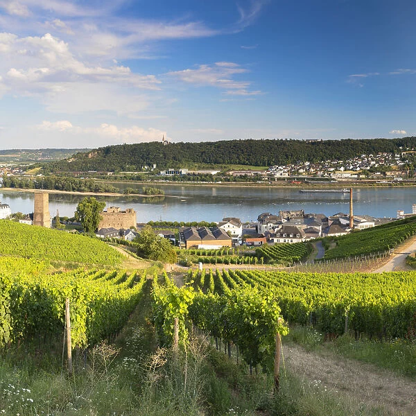 Vineyards and River Rhine, Rudesheim, Rhineland-Palatinate, Germany