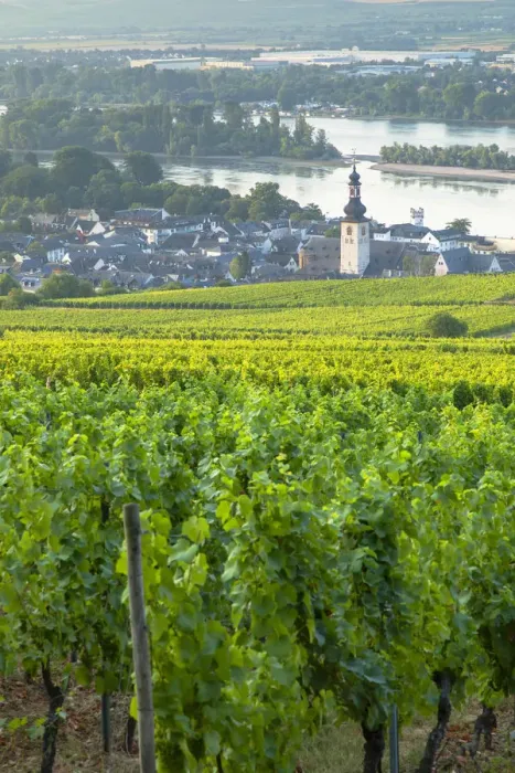 Framed Print : Vineyards and River Rhine, Rudesheim, Rhineland-Palatinate, Germany Framed Print : Vineyards and River Rhine, Rudesheim, Rhineland-Palatinate, Germany