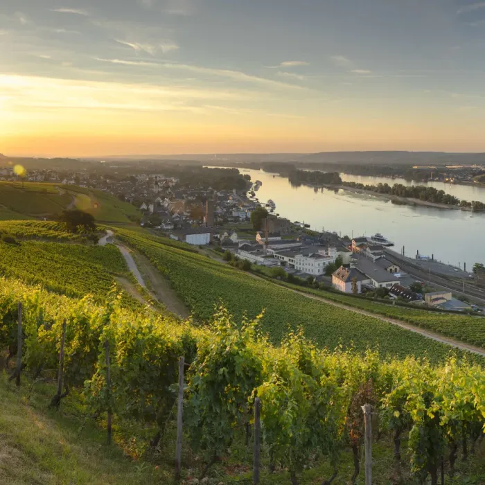 Framed Print : Vineyards and River Rhine at sunrise, Rudesheim, Rhineland-Palatinate, Germany Framed Print : Vineyards and River Rhine at sunrise, Rudesheim, Rhineland-Palatinate, Germany