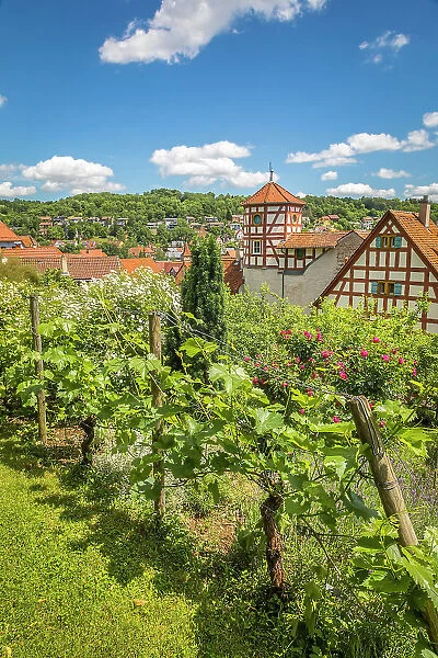 Vineyards and rose garden from the Romschloessle in Creglingen, Romantic Road, Taubertal, Baden-Wurttemberg, Germany
