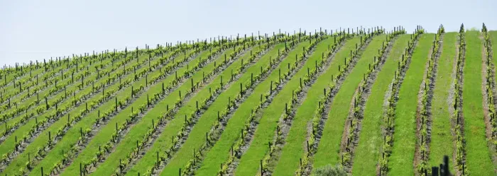 Framed Print : Vineyards in Sao Joao da Pesqueira. Douro region, Portugal