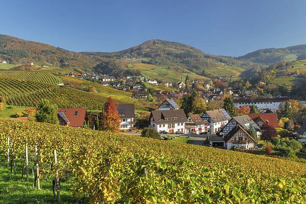 Vineyards around Sasbachwalden in autumn, Black Forest, Baden-Wurttemberg, Germany