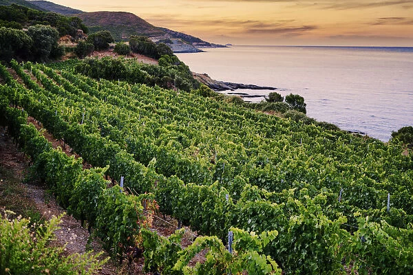 Vineyards by the sea at sunset, Corsica, France