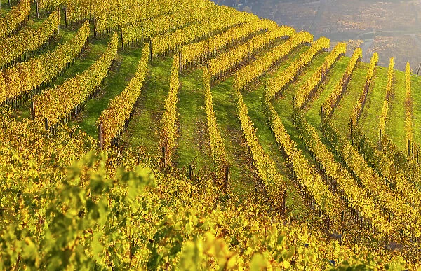 Vineyards around Serralunga DAoAlba at sunset during autumn, Cuneo, Langhe and Roero, Piedmont, Italy