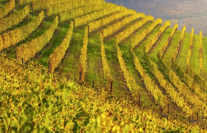 Framed Print : Vineyards around Serralunga DAoAlba at sunset during autumn, Cuneo, Langhe and Roero, Piedmont, Italy Framed Print : Vineyards around Serralunga DAoAlba at sunset during autumn, Cuneo, Langhe and Roero, Piedmont, Italy