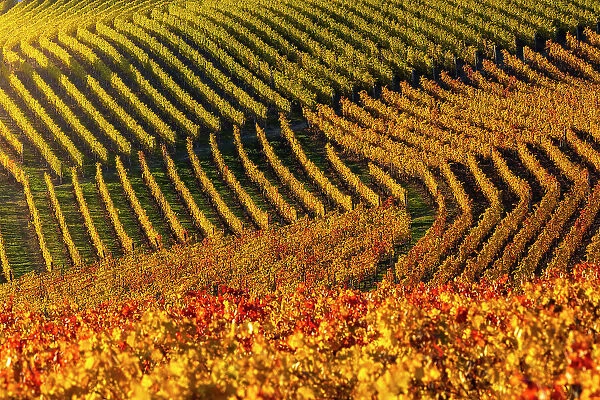 Vineyards around Serralunga D‚AoAlba at sunset during autumn, Cuneo, Langhe and Roero, Piedmont, Italy