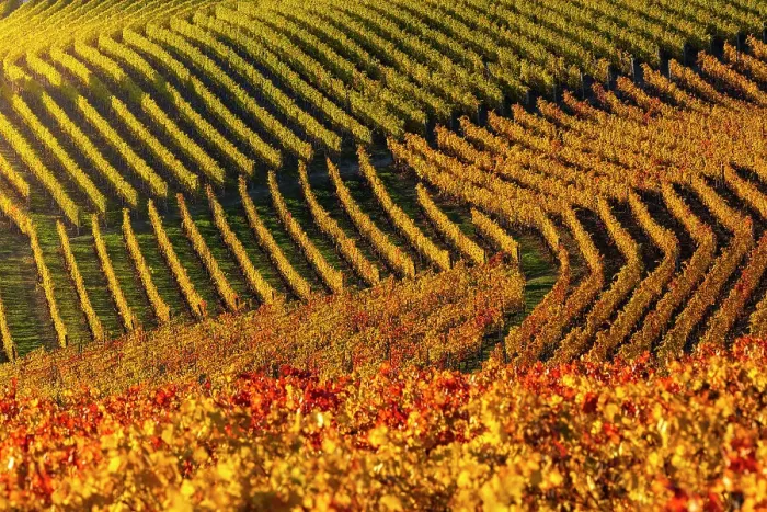 Framed Print : Vineyards around Serralunga D‚AoAlba at sunset during autumn, Cuneo, Langhe and Roero, Piedmont, Italy